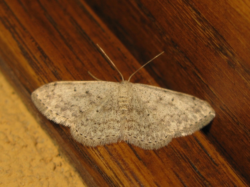 Geometridae da confermare